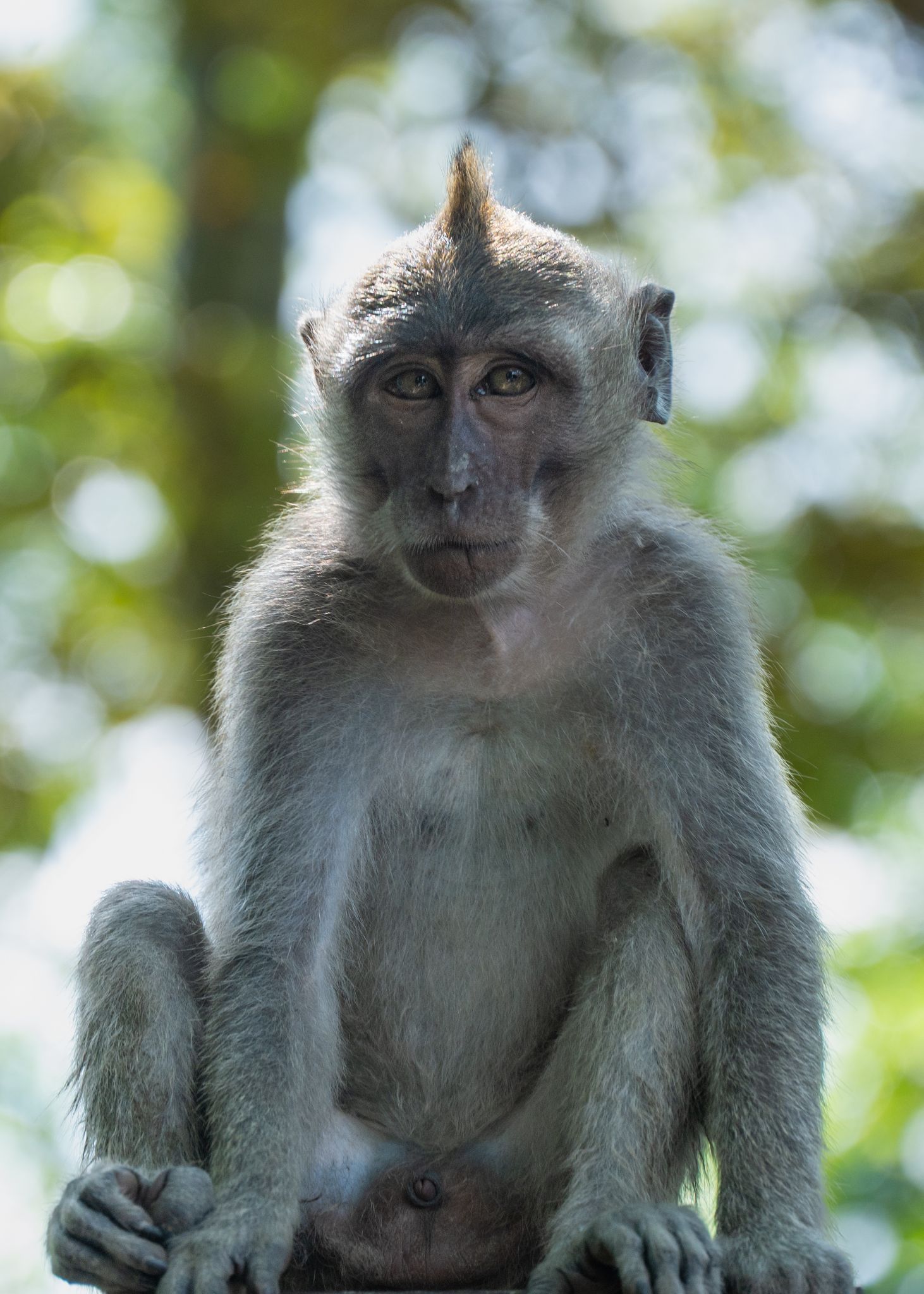 Langschwanzmakak Macaca fascicularis